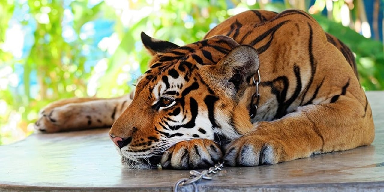 A chained tiger resting with their head on their paws