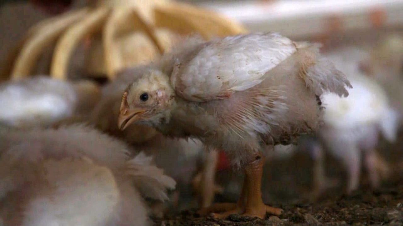 14 day old broiler (meat) chickens in a commercial indoor system. Credit: World Animal Protection