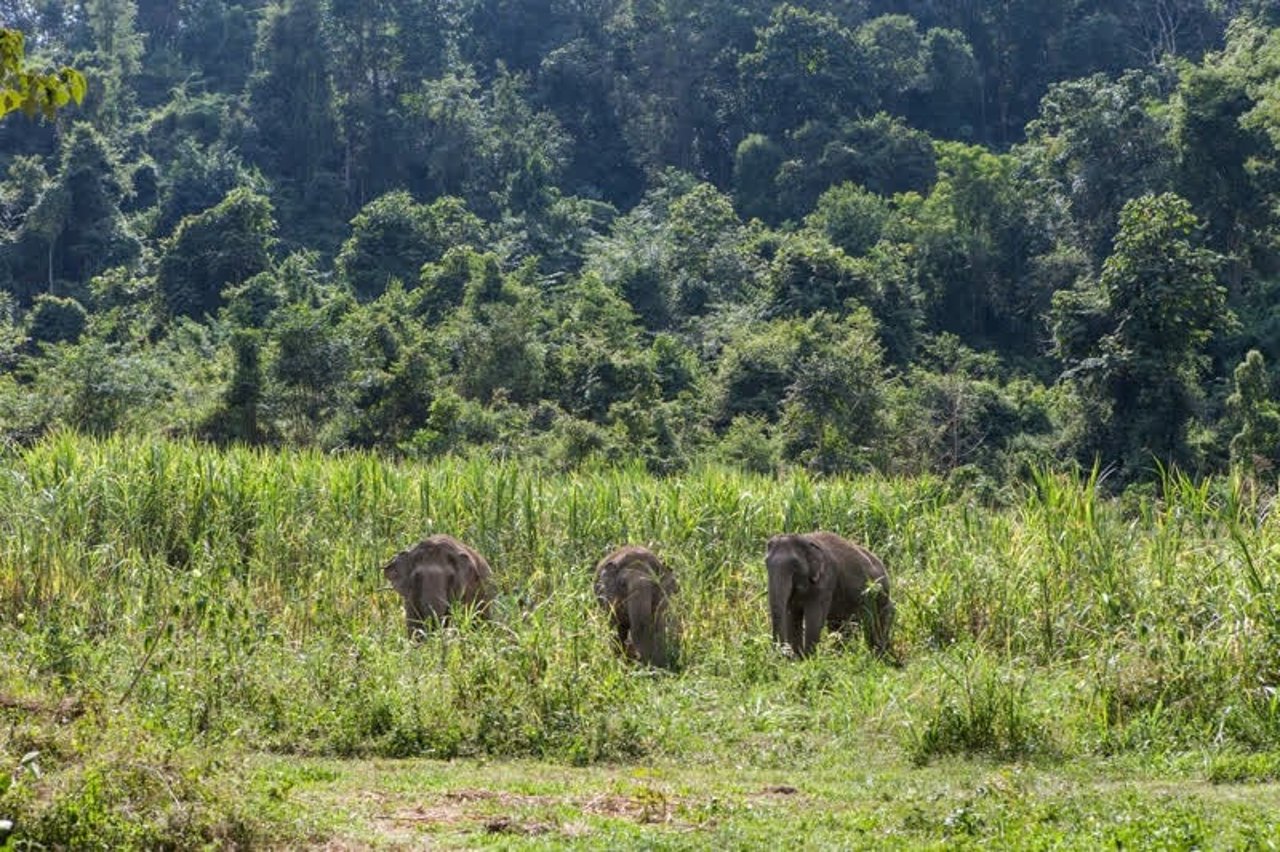  Three female elephants at BLES sanctuary in Thailand - World Animal Protection