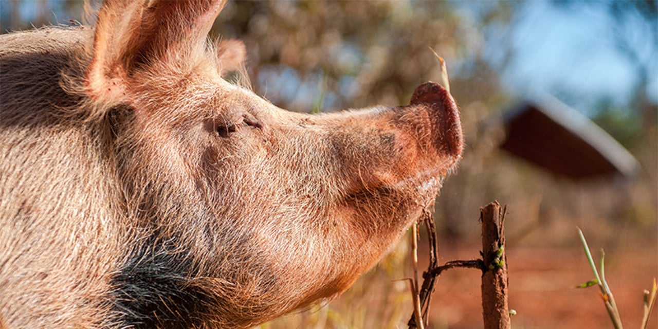 Free range pig on a farm in Brazil