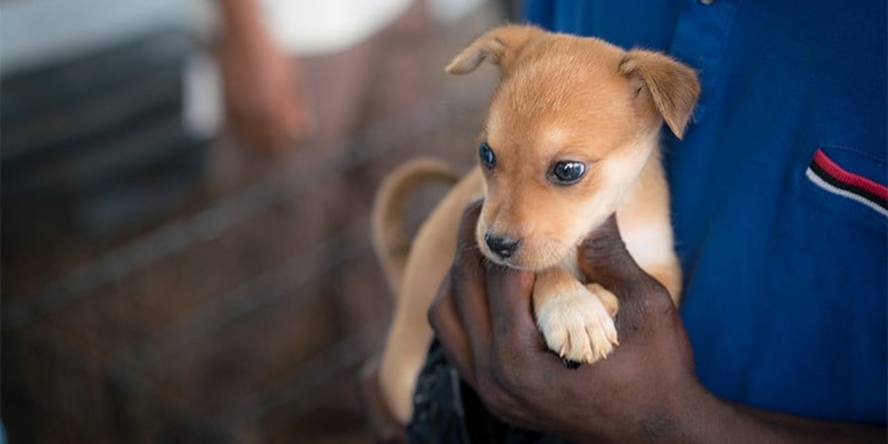 A tiny caramel coloured puppy is held in the arms of a man. The puppy looks curiously somewhere off camera