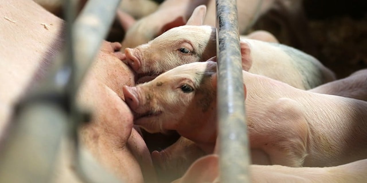 Piglets in a factory farm, reaching through metal bars to nurse on their mother