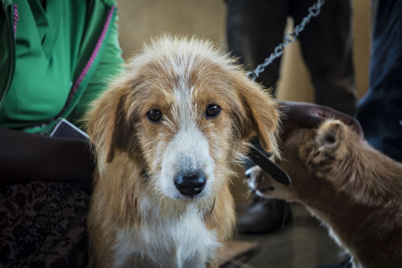 A dog awaiting vaccination in Ghana.