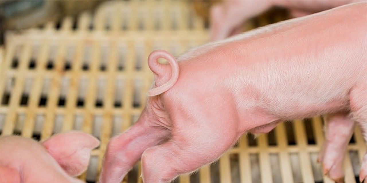 A young piglet in an intensive farm - his tail is still intact