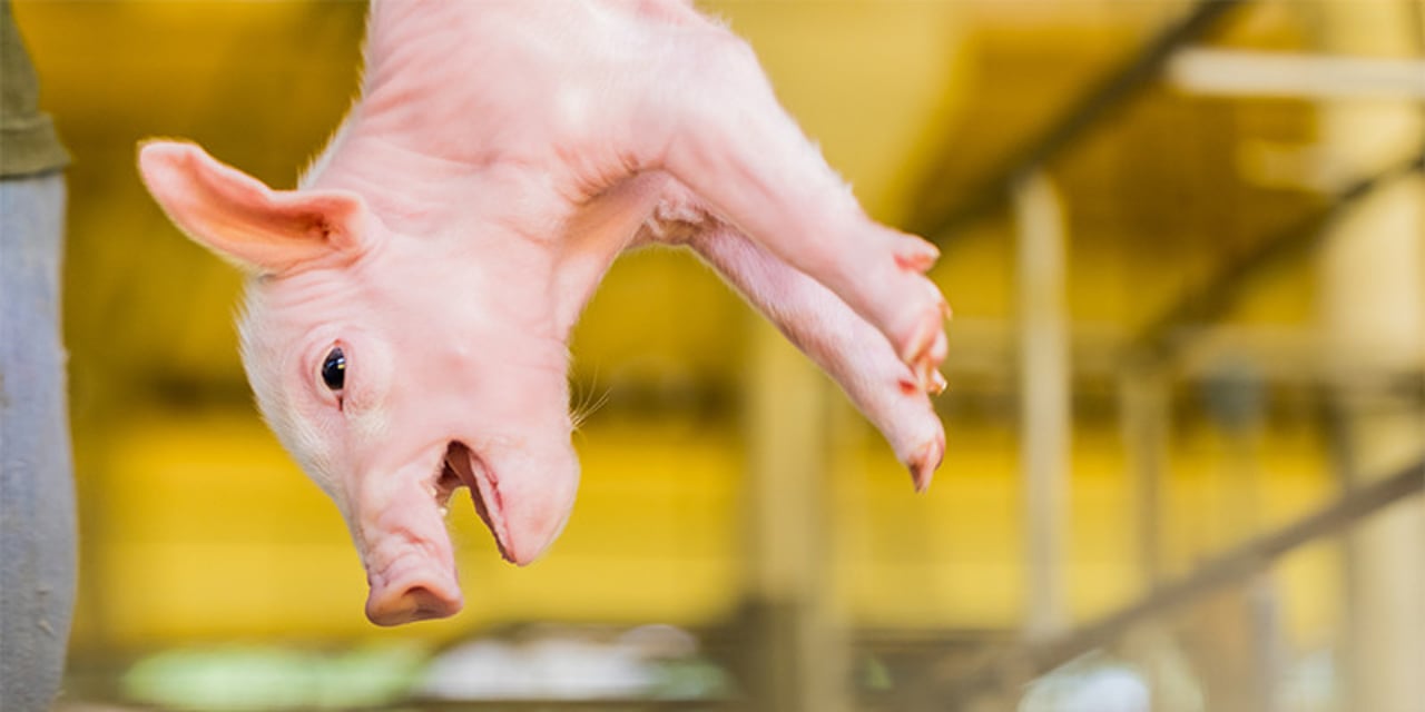 A young piglet is held upside down in an intensive farm