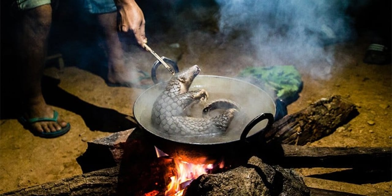 An unconscious pangolin is held by the next by poachers, being boiled while probably still alive.