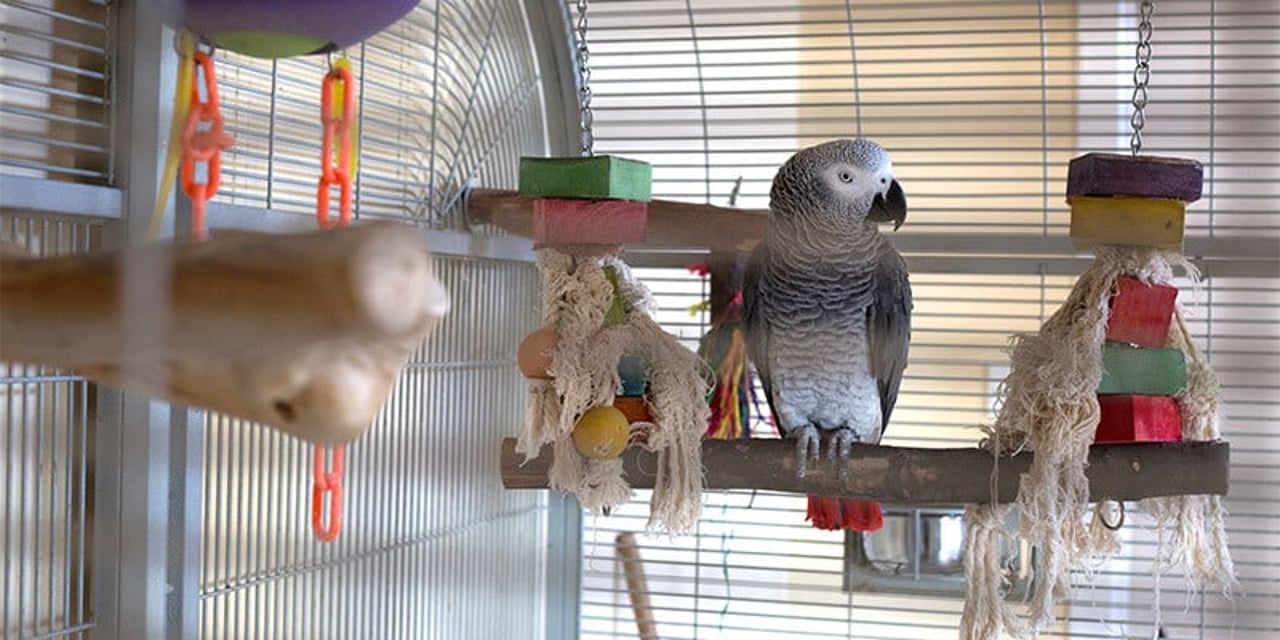 An African grey parrot in a cage with some toys