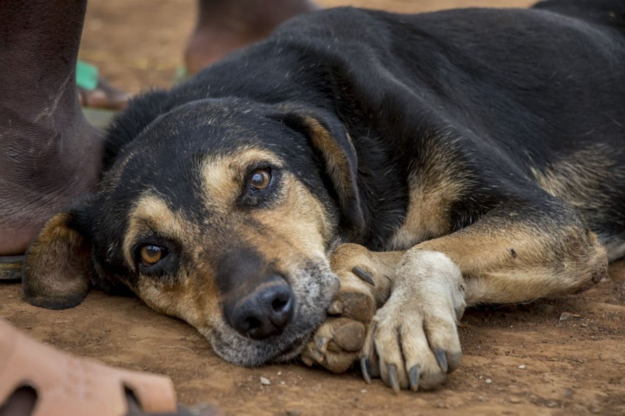 A dog waits at the vaccination drive.