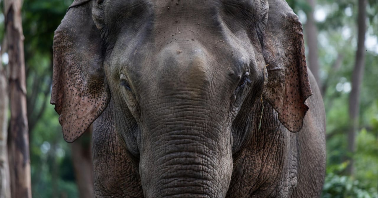 World Animal Protection have been working with a sanctuary called Elephant Valley Thailand (EVT) in Chiang Rai since 2018. In July 2019 the sanctuary managed to acquire a 50 year old elephant called Zach, pictured. Credit: World Animal Protection