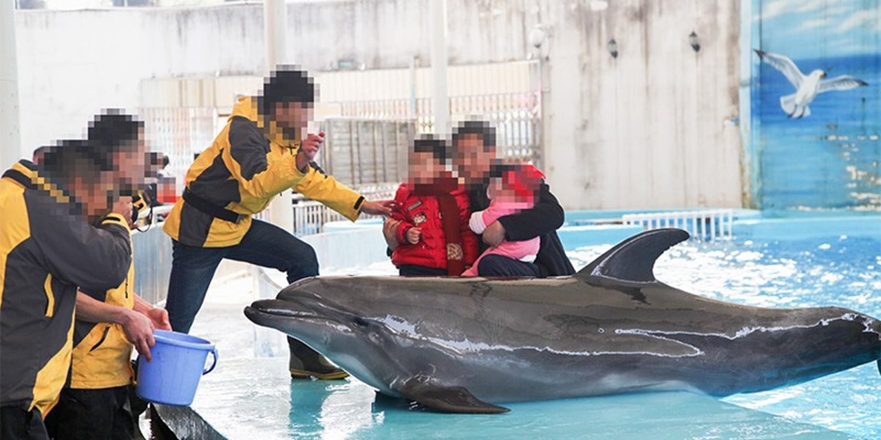 captive dolphin