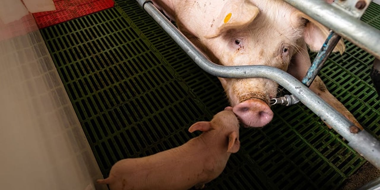 Piglets in a factory farm, reaching through metal bars to nurse on their mother