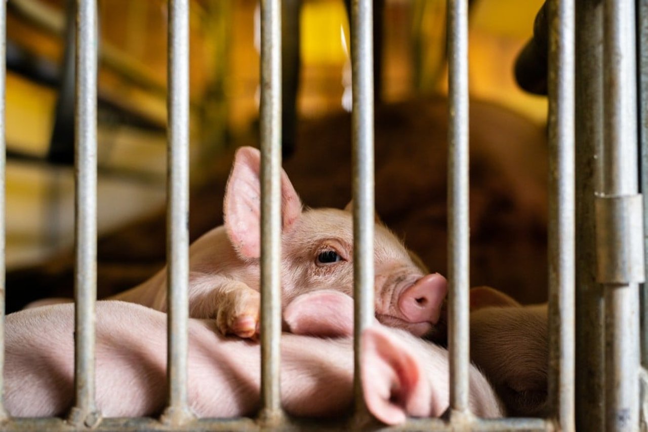 piglet in a cage 
