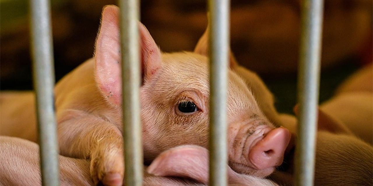 Factory farm piglets born into a lifetime of suffering. Photo credit Emi Kondo, World Animal Protection.