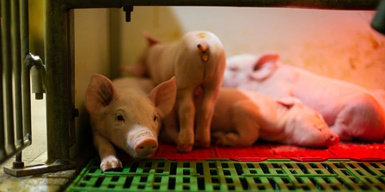 Piglets in a factory farm, reaching through metal bars to nurse on their mother