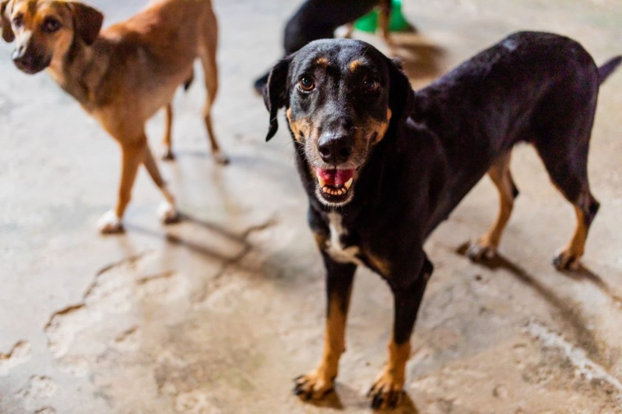 A dog rescued from the Amazon fires.