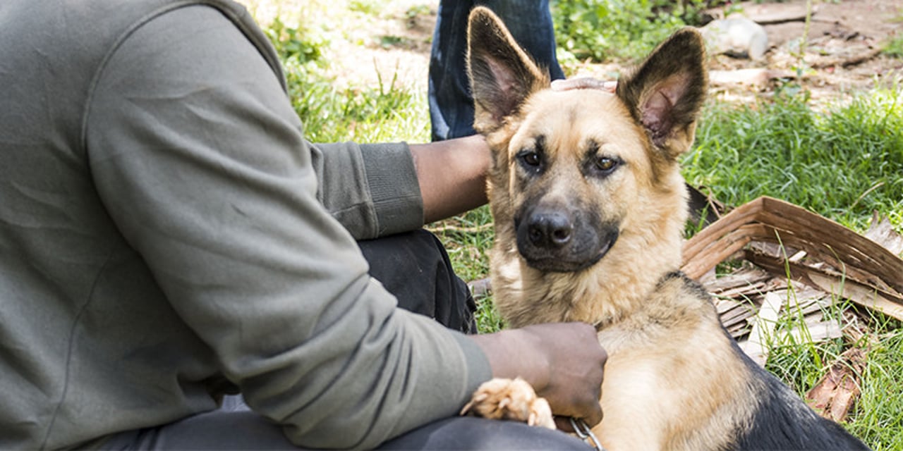 A German Shepherd-type dog sits with one paw on their owner