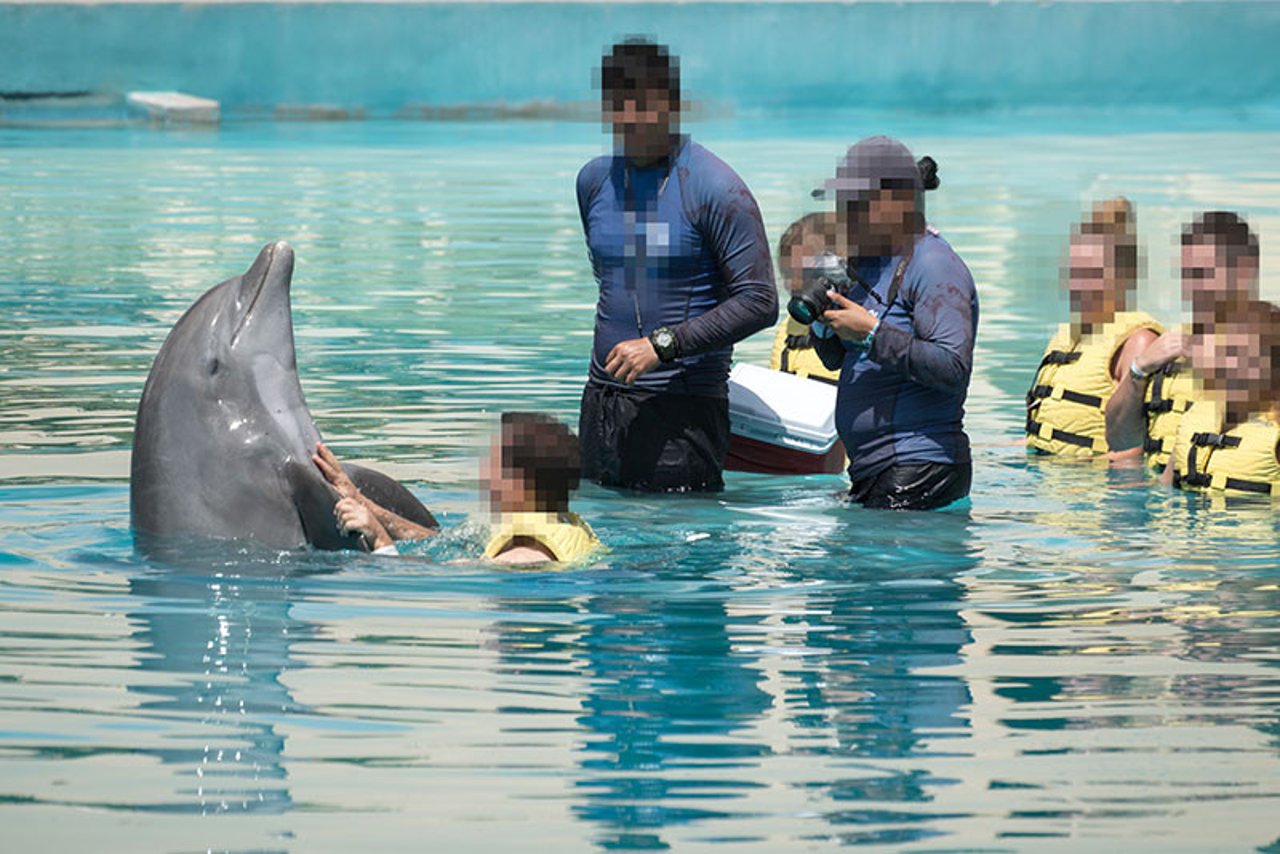 Child swimming with dolphin in captivity