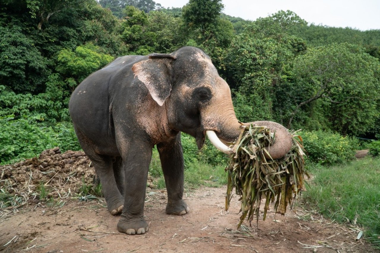 Elephant feeding