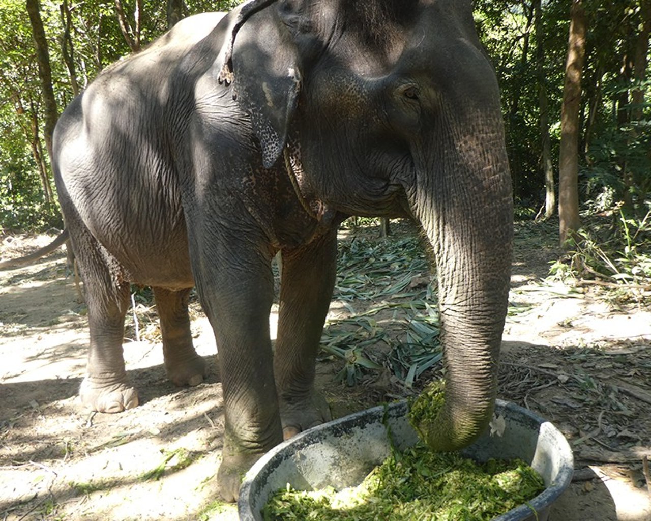 Sow the elephant enjoying a smoothie meal. She is reaching with her trunk into a big bowl full of shredded green food.