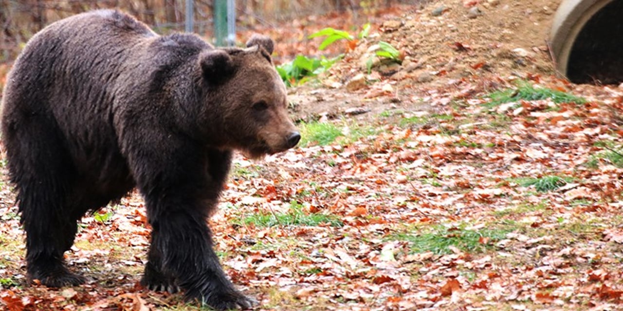 Roxana, a rescued bear, in her outdoor enclosure. The grass is green below the brown fallen leaves.