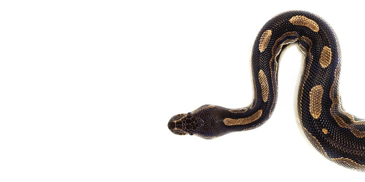 A Ball python slides over a white background