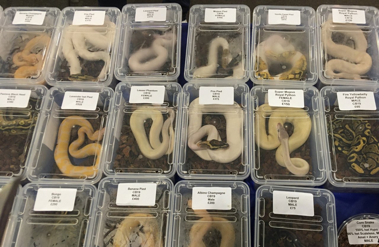 Snakes in boxes at Doncaster reptile show