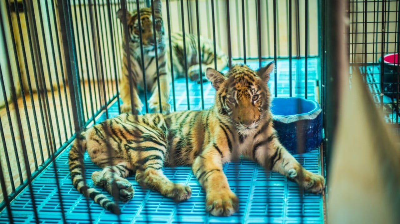 Captive tiger cubs