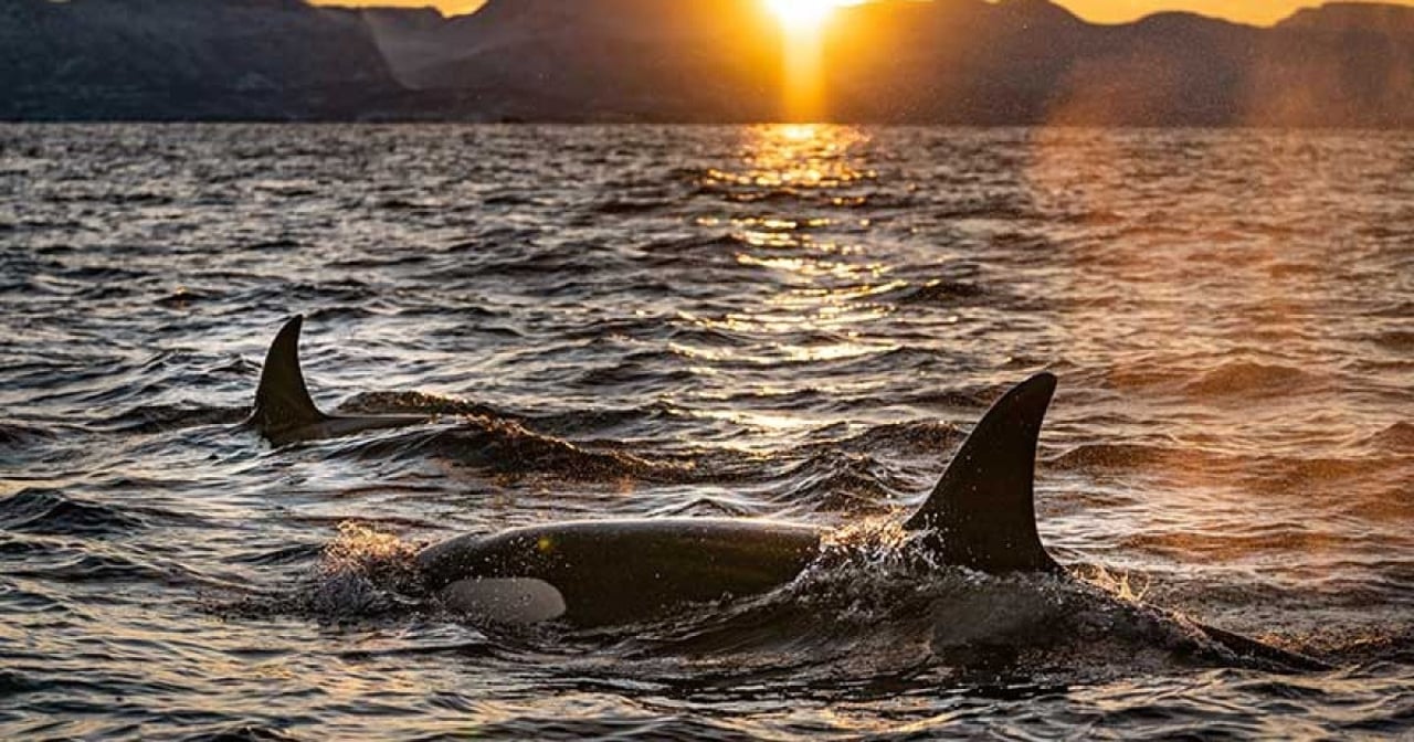 Orcas off the coast of Scotland