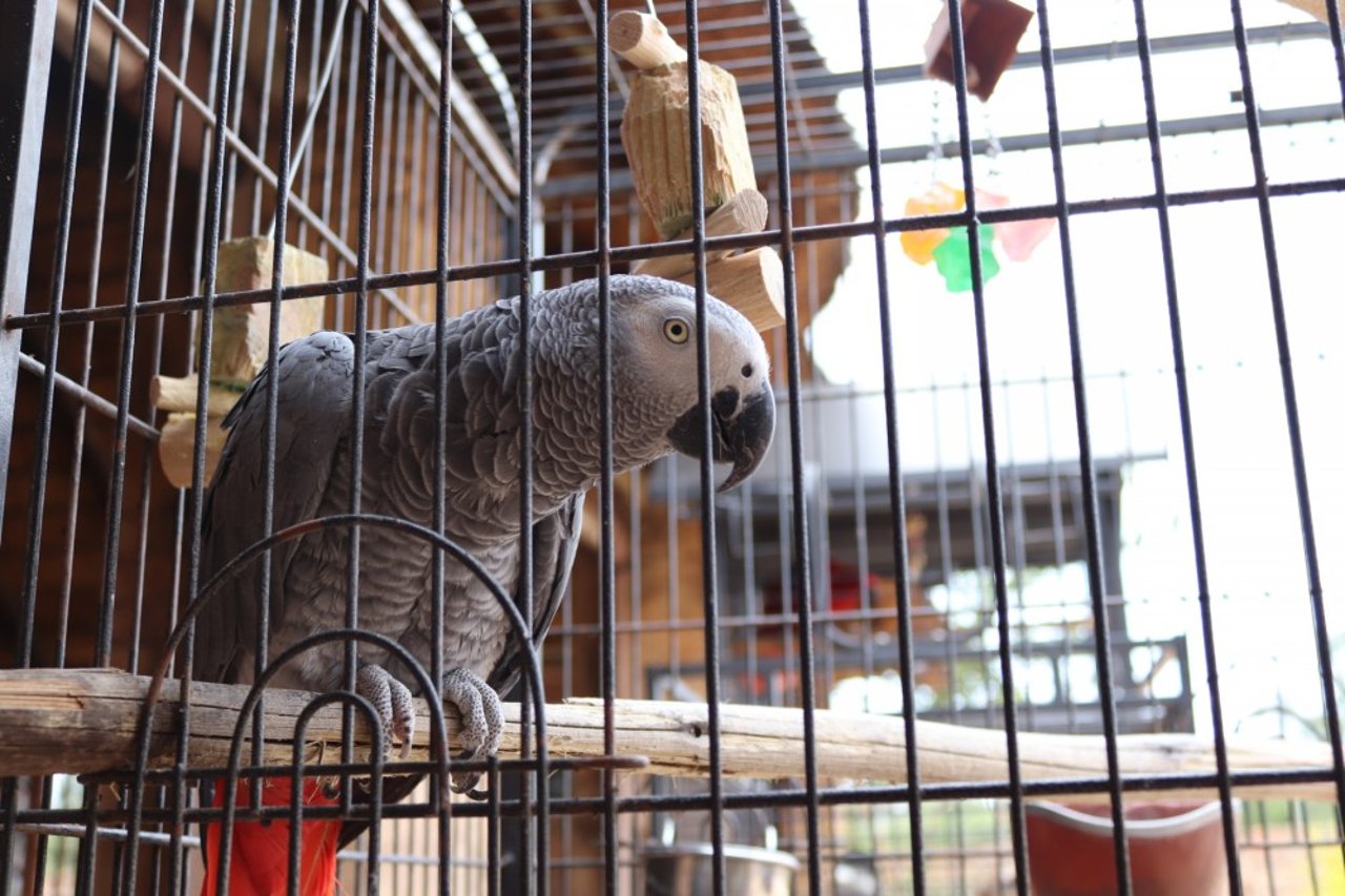 African grey parrot in a cage