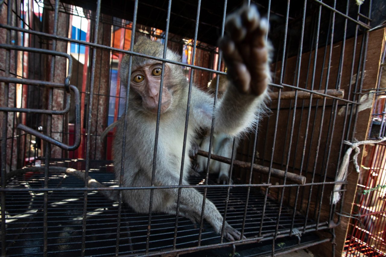 A macaque in a cage at a market 