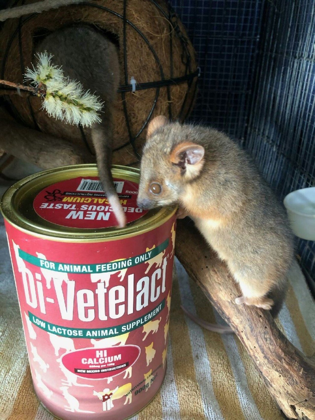 Pearl the brushtail possum in care