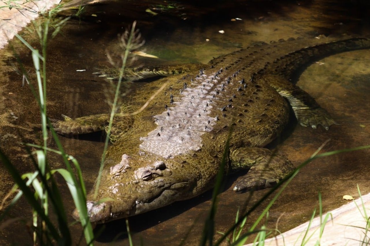 A Nile crocodile in captivity at an undisclosed tourist attraction in Africa.