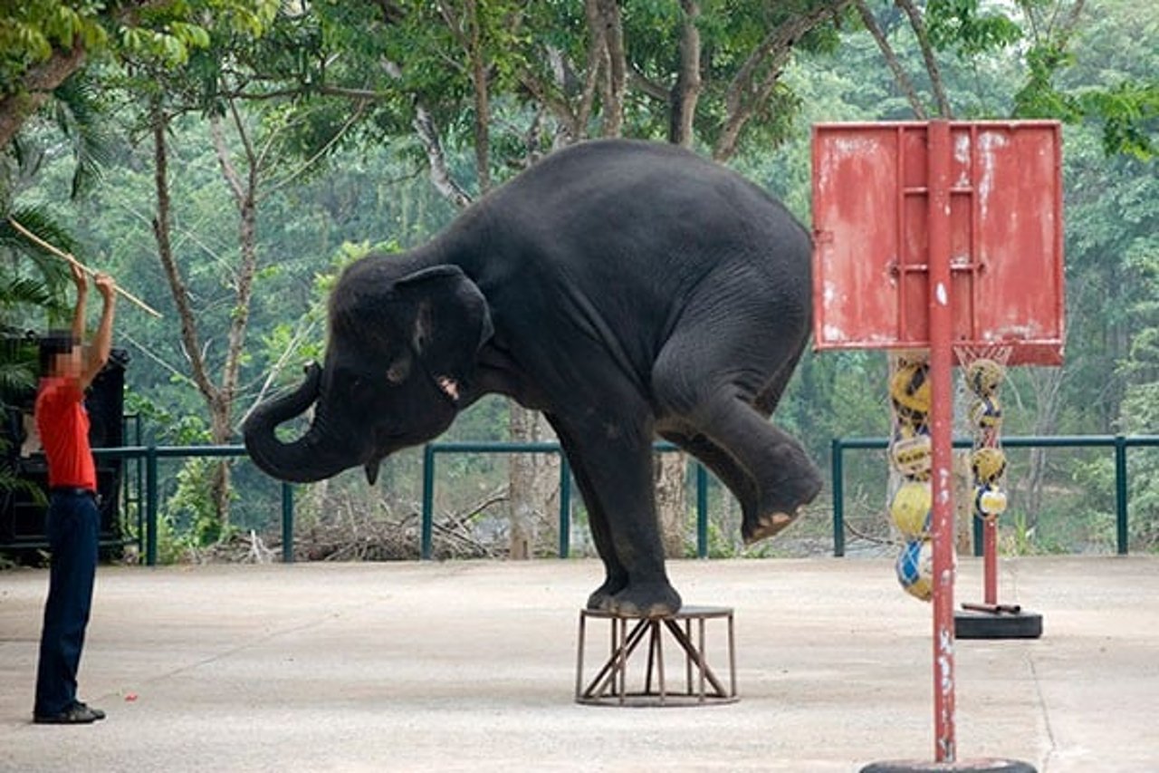 An elephant performing tricks