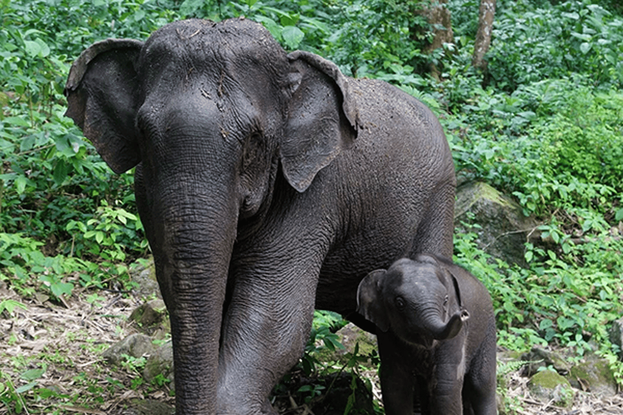An elephant and calf are pictured living free in elephant sanctuary