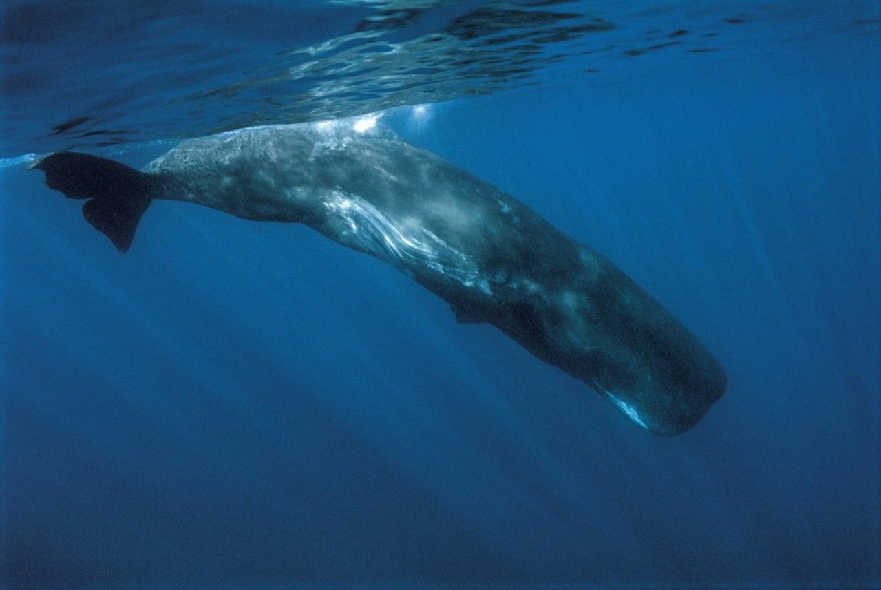 Close-up of submerged adult sperm whale (Physeter macrocephalus). Tenerife, Canary Islands, 2018. Credit Line: iStock.com/Sergio Hanquet