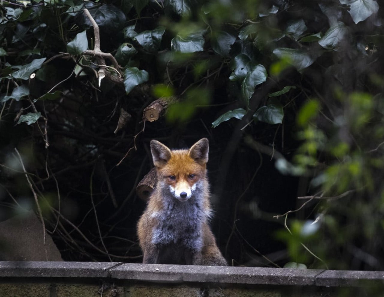 A wild urban fox in a garden in London