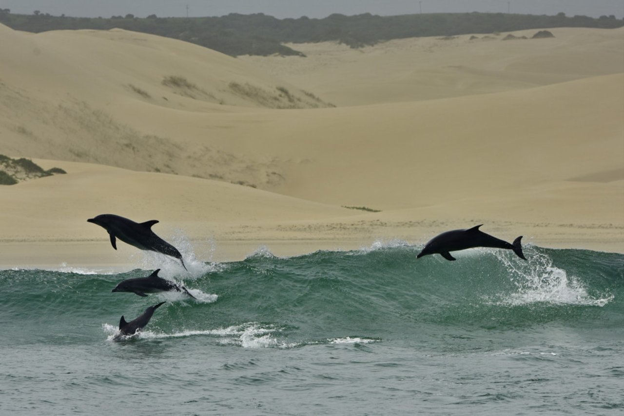 Algoa Bay - dolphins 