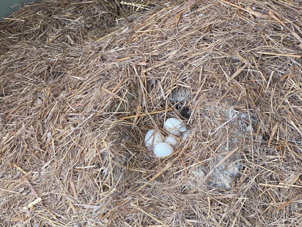 Crocodile eggs in an undisclosed tourism venue in Austalia’s Northern Territory. 