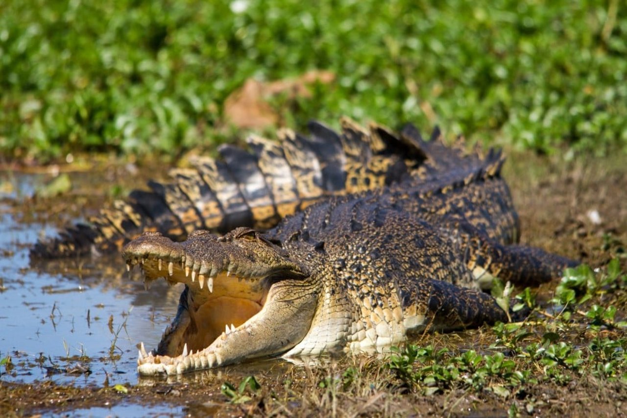 Australian Saltwater Crocodile