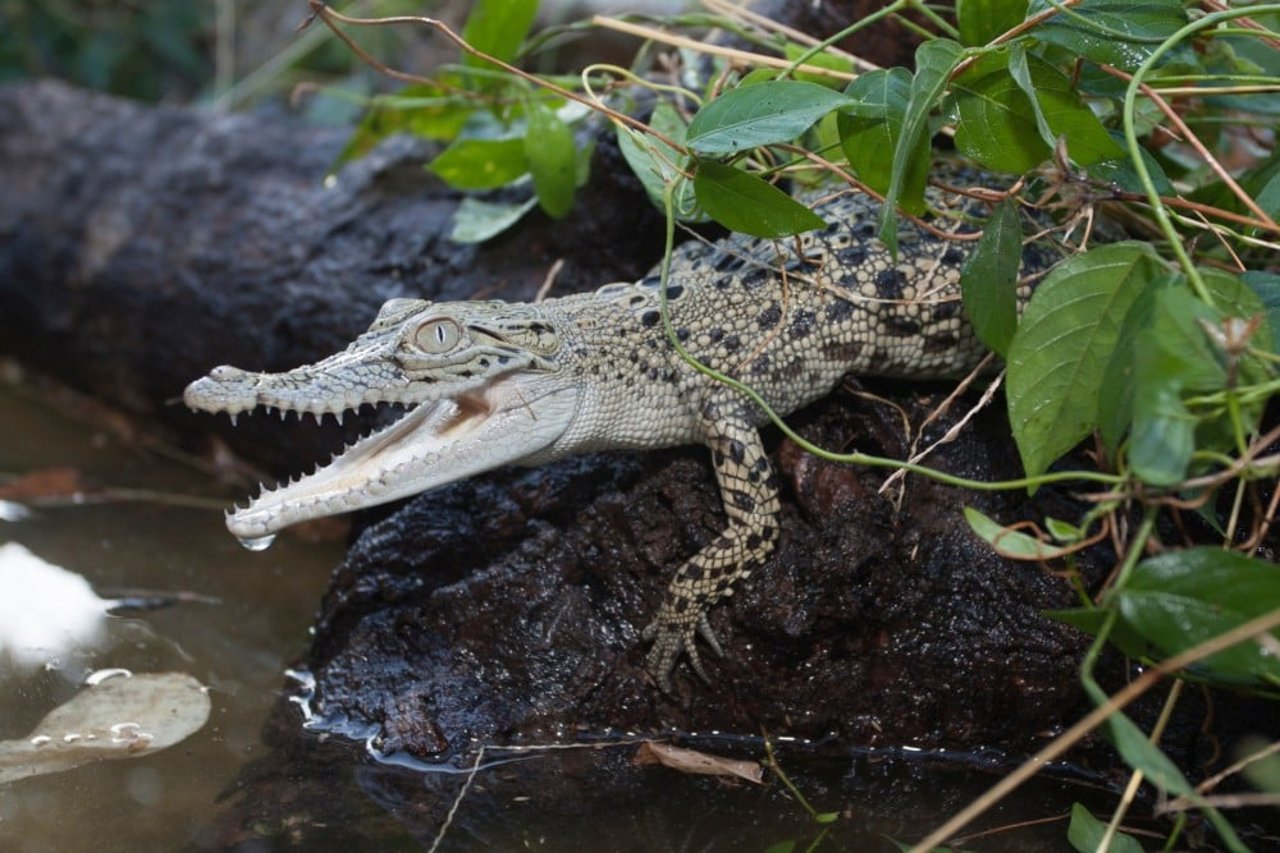 Salt water crocodile