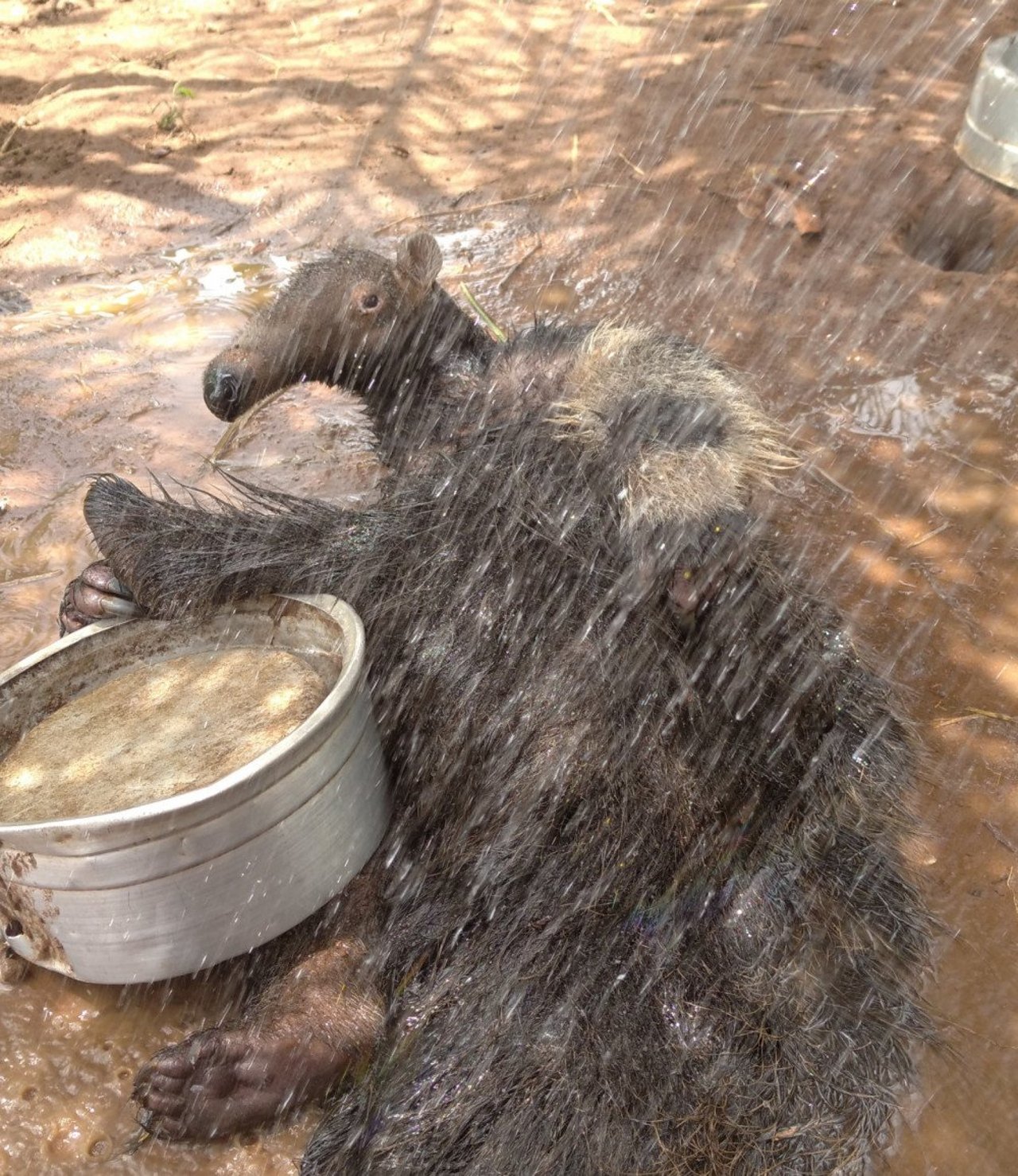 Terere baby giant anteater