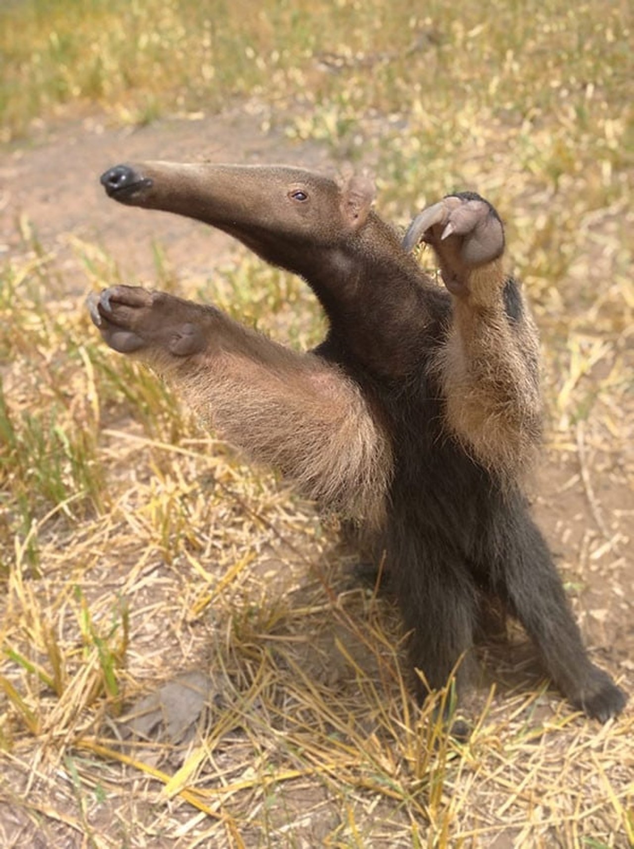 A wild anteater reaches towards the camera on hind legs