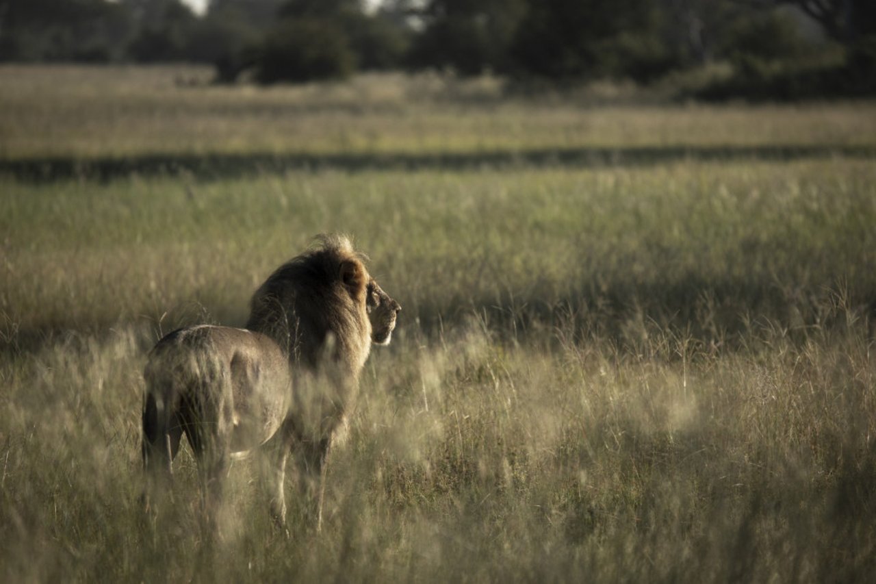 A lion is walking through grass looking out to the horizon