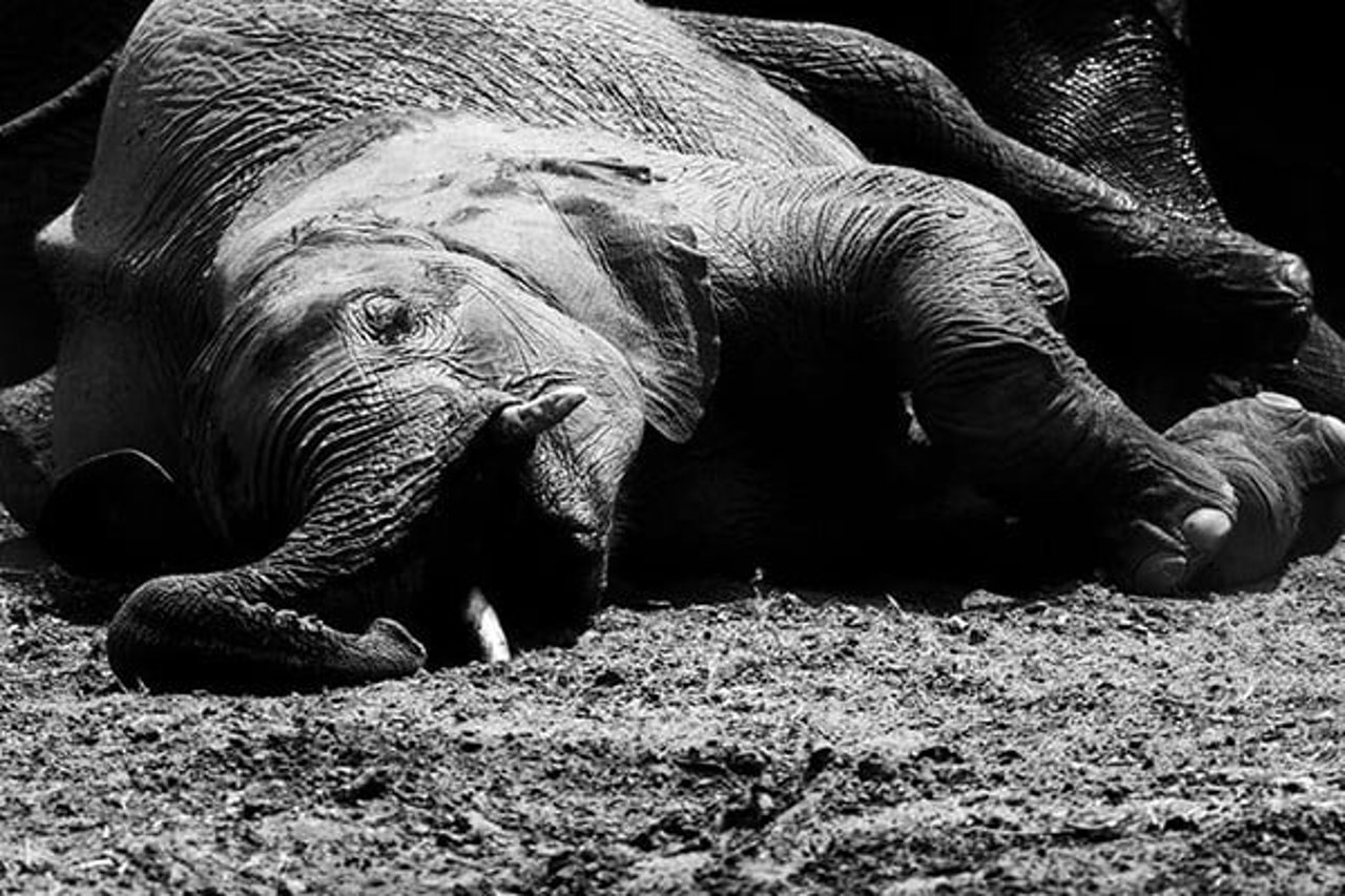 A deceased baby African elephant lays on the ground as a consequence of trophy hunting.