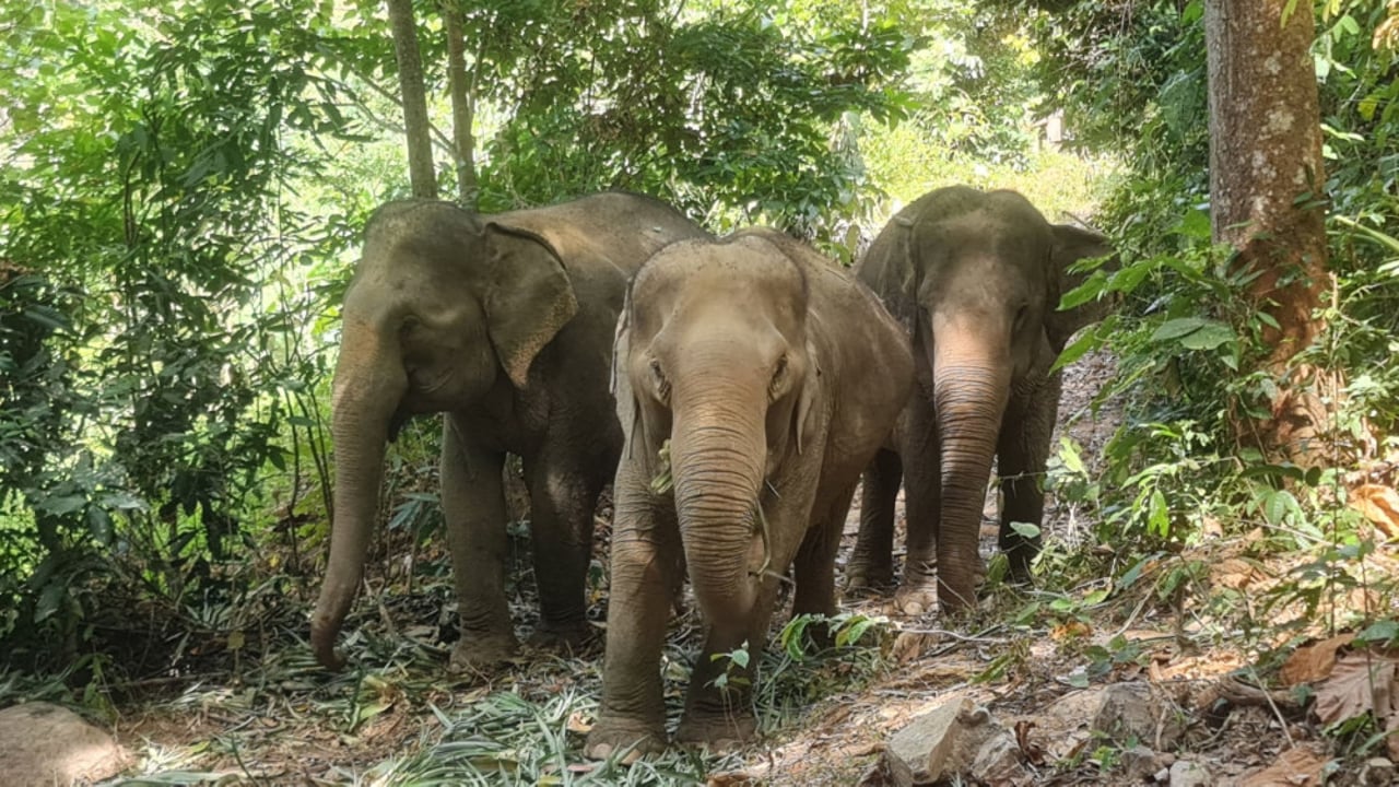 Elephants in a sanctuary