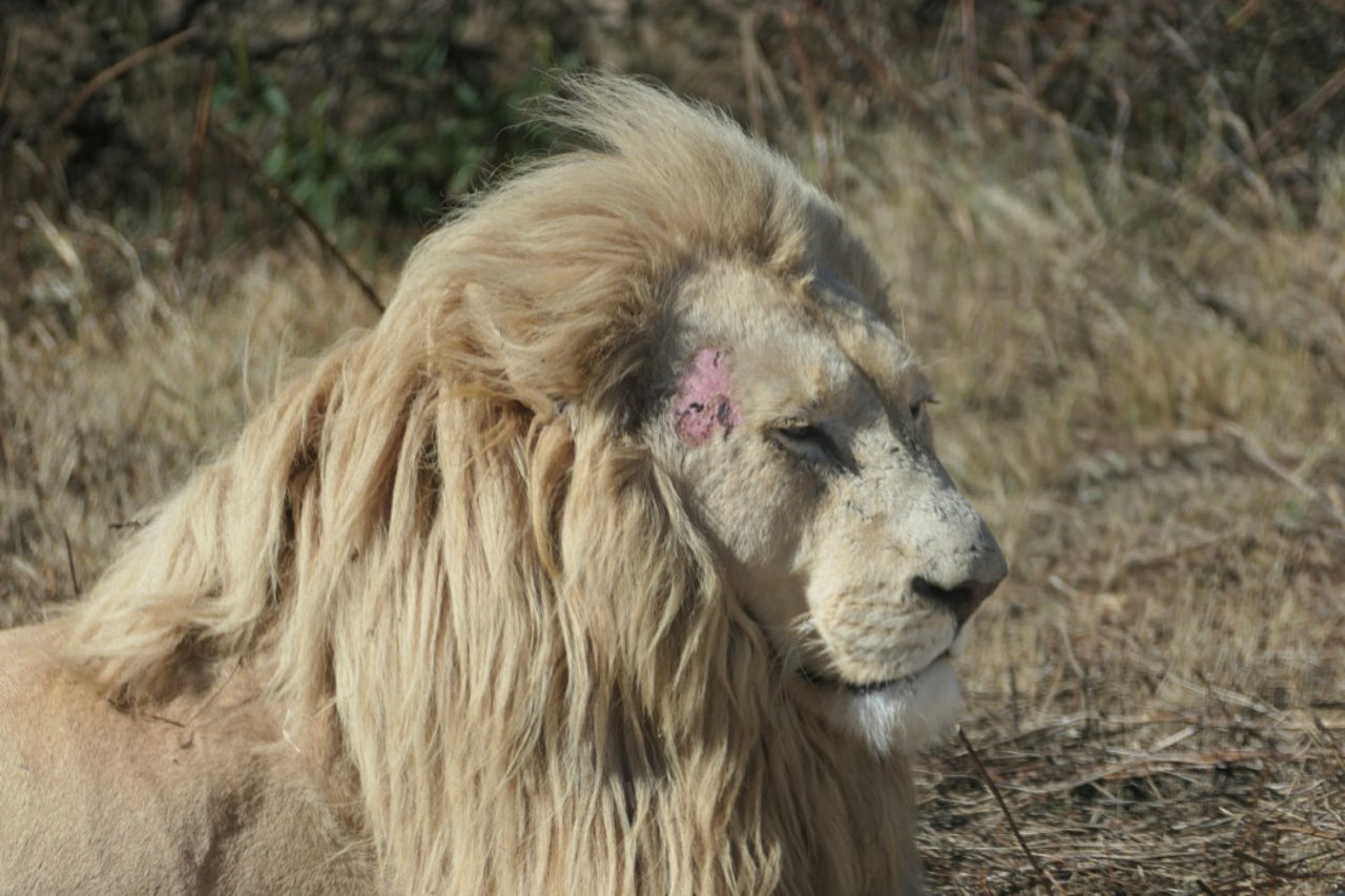 A lion with an injury on the side of its head