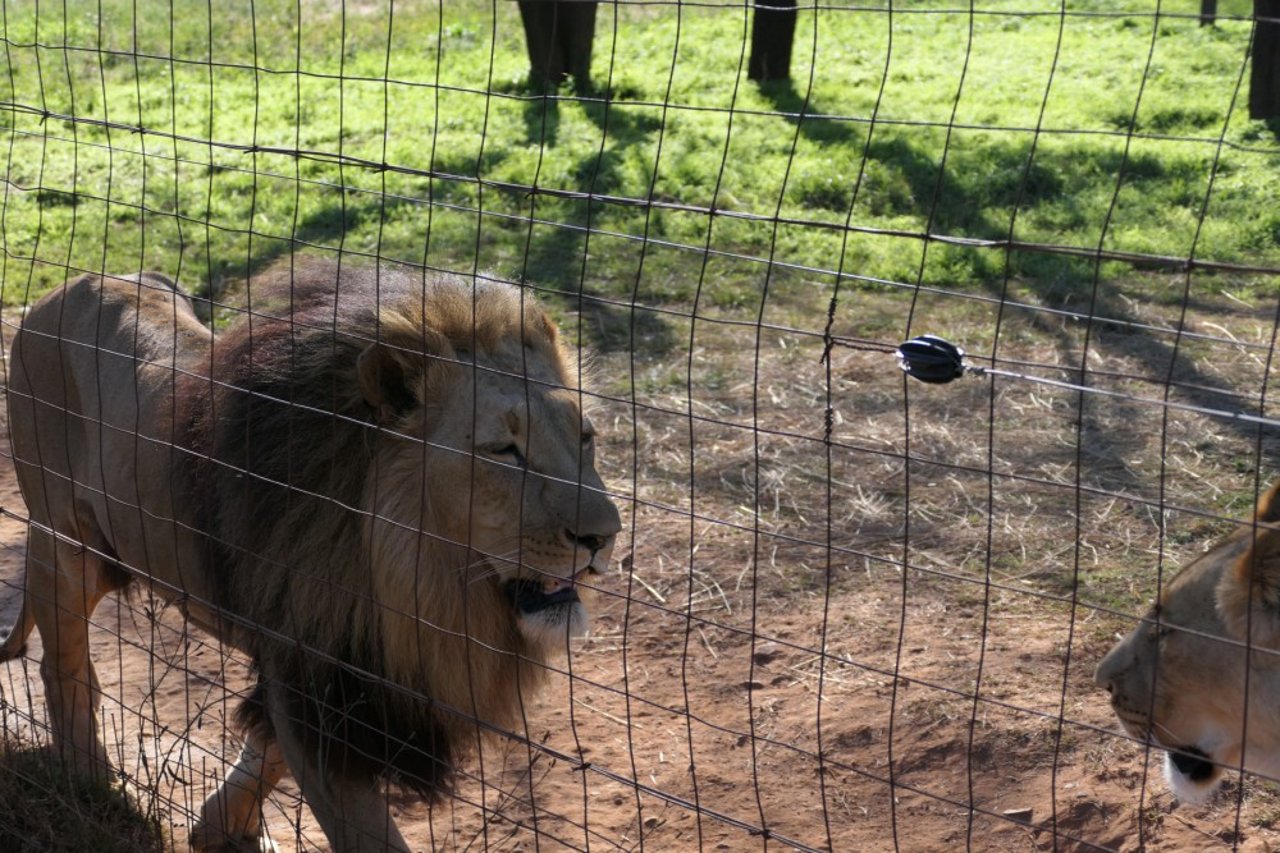 A captive male lion behind a fence