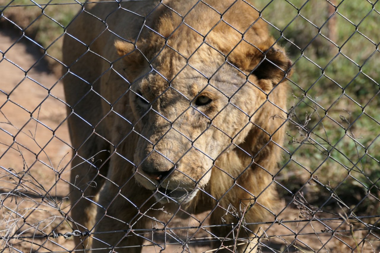 A lion behind a fence