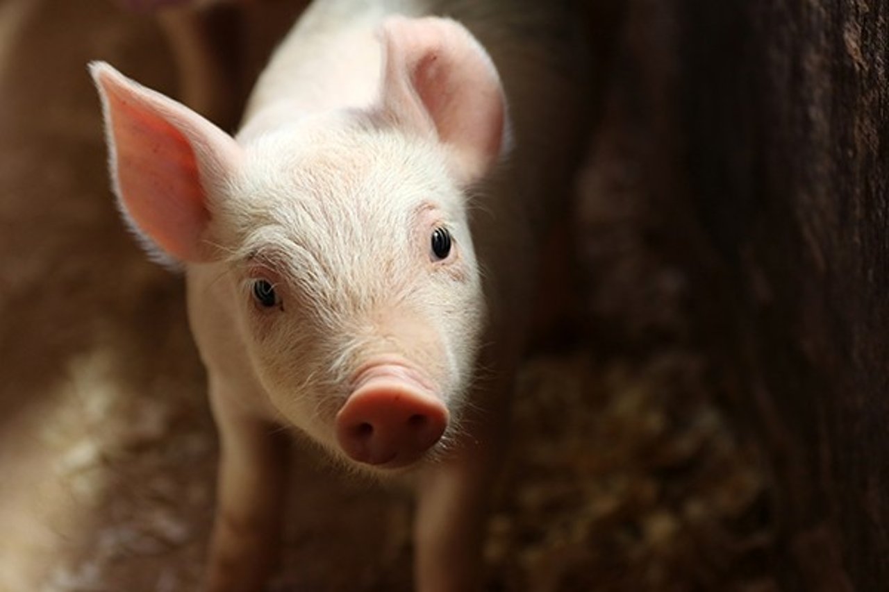 A piglet who is victim of factory farming in the UK looks intently to the camera.