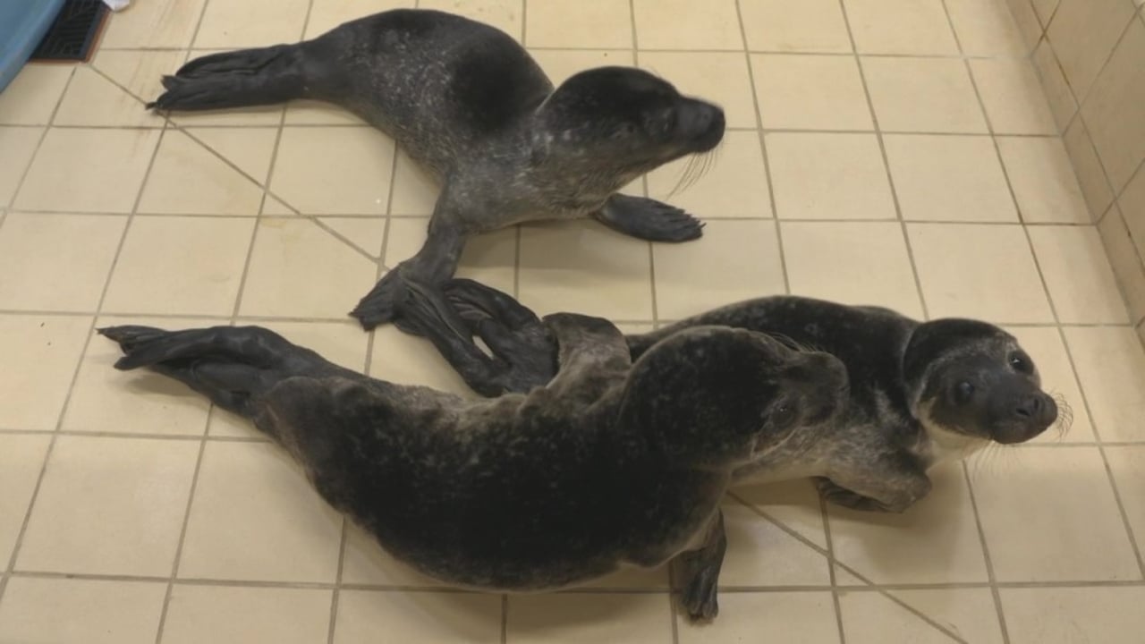 Three seal pups at Hillswick Wildlife Sanctuary